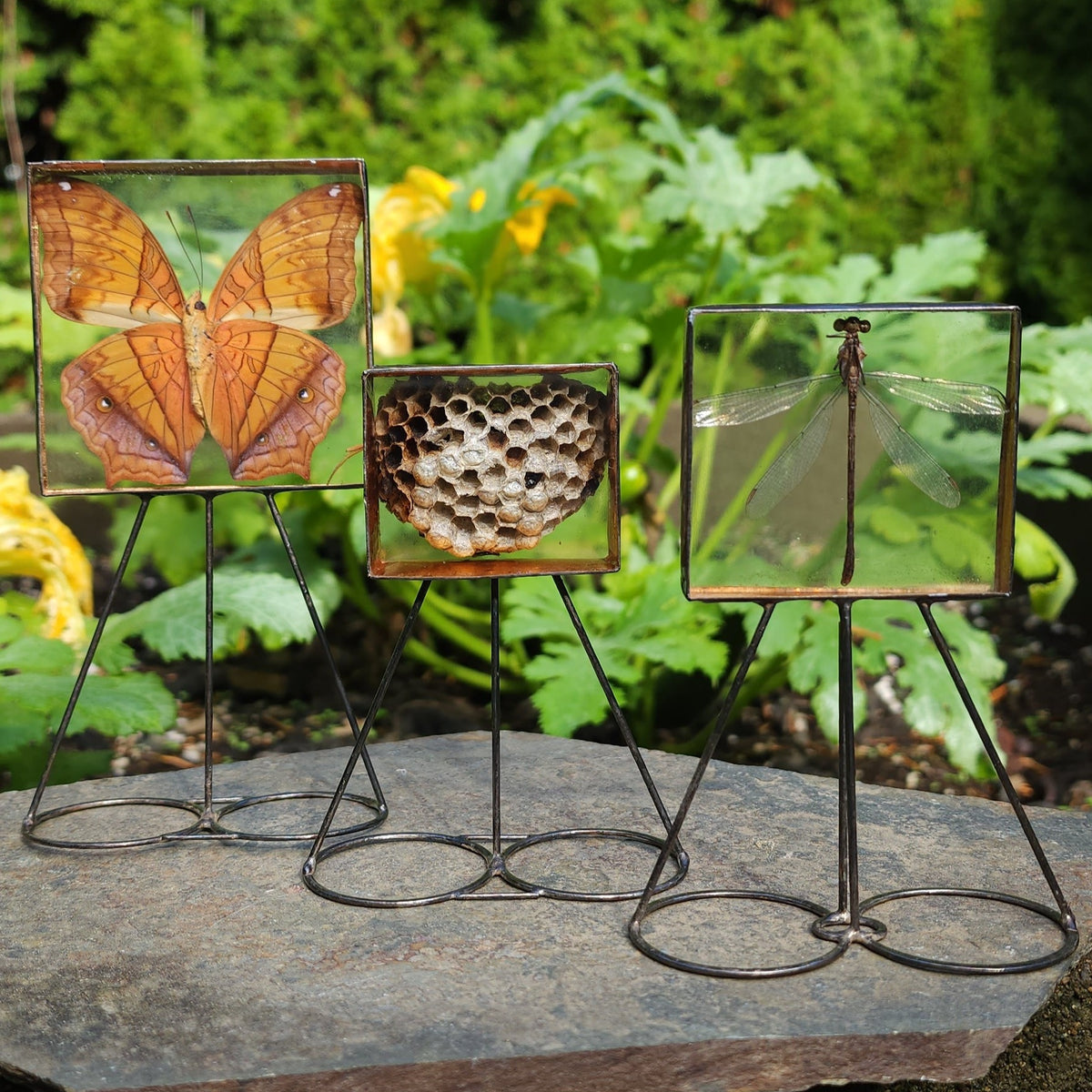 Butterfly + Wasp Nest + Damselfly Adornment Curio Displays – HartVariations